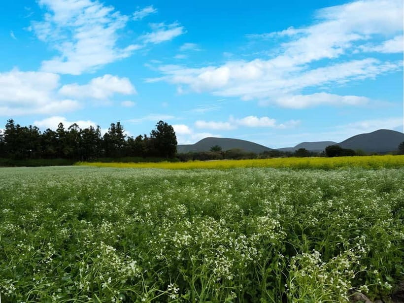 Jeju: K-Drama Spot When Life Gives You Tangerines Hotel Pick - A K-drama day with more than photo stops