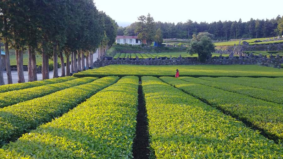 Jeju Premium Small Group UNESCO Day Tour - South - Local food brings the day down to earth