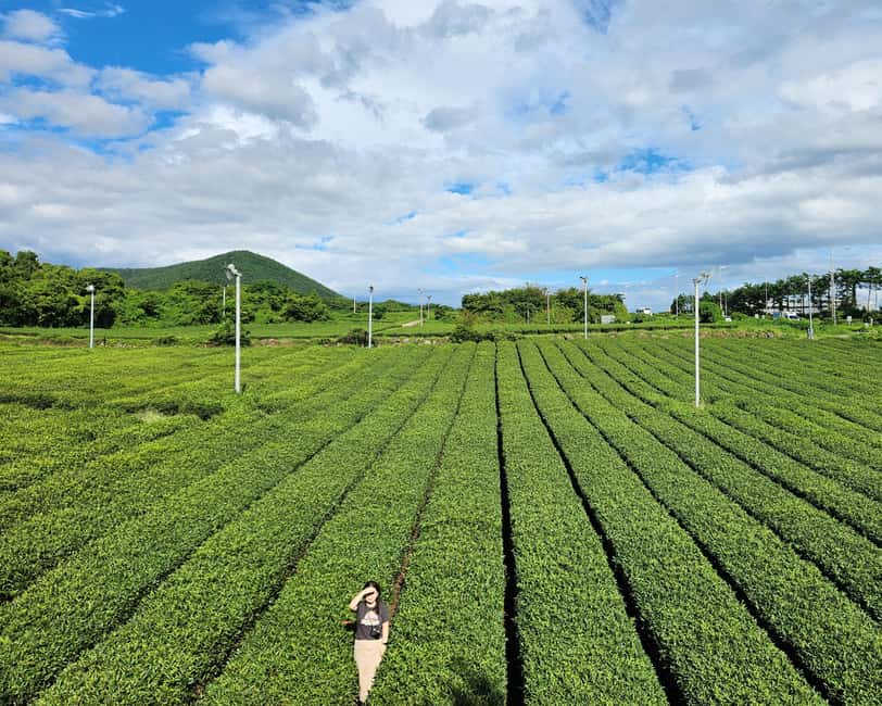 Jeju Private Taxi Tour with a Licenced English Guide-Driver - The south and west route: cliffs, gardens, tea, and waterfalls