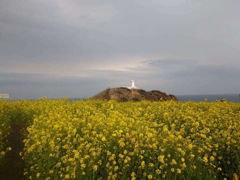 Jeju: Private Tour with an English Guide and a Vehicle - Choosing between East Jeju and the south coast