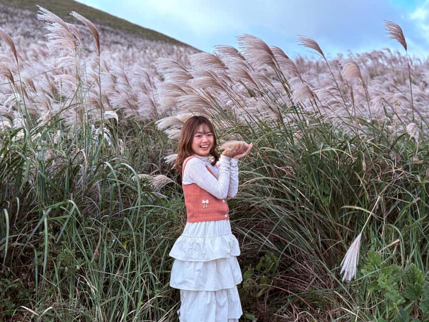 Jeju: Small Group Tour w/Pink Muhly & Tangerine Picking - Key points to know before booking