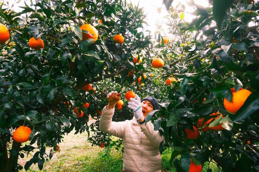 Jeju: Small Group Tour w/Pink Muhly & Tangerine Picking - Why this route works for an autumn day