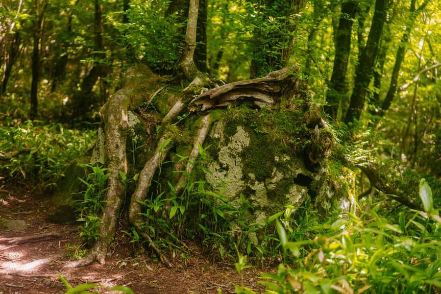 Jeju South: Small Group Healing Tour w/Mt.Halla & Olle Trail - Olle Trail 7 slows the day down