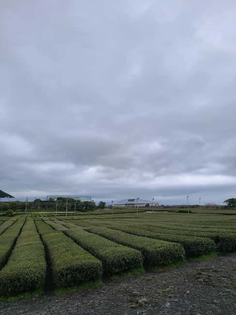 Jeju: Southern UNESCO Geopark Day Tour - Pickup, drop-off, and the real value of $55