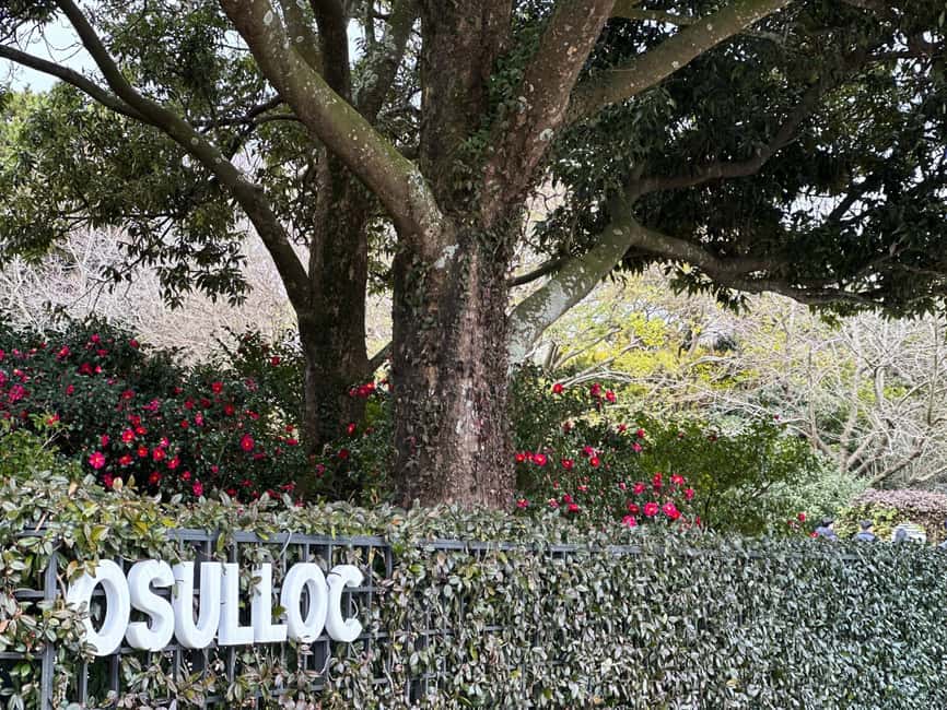 Jeju West: Small Group Healing Tour w/Caves & Dolphins - Tea country at O’Sulloc and Innisfree
