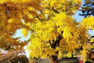 Jeonju Hanok Village Full-Day Tour:Jangtaesan Autumn Foliage