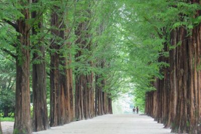 Mount Seorak and Nami Island One Day Tour from Seoul
