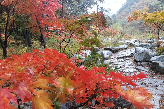 Mt. Seorak+Nami Island+Garden of Morning Calm Day Trip from Seoul - Who will enjoy this trip most?