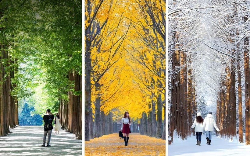 Nami Island, Railbike & Alpaca Garden Day Trip from Seoul - Should you book the Nami Island, Railbike, and Alpaca Garden day trip?