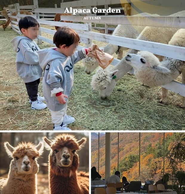 Nami Island, Railbike & Alpaca Garden Day Trip from Seoul - Pedaling through Gangchon’s mountain valleys