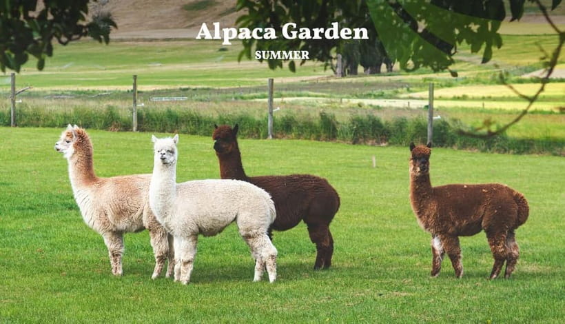 Nami Island, Railbike & Alpaca Garden Day Trip from Seoul - Nami Island and its famous autumn paths