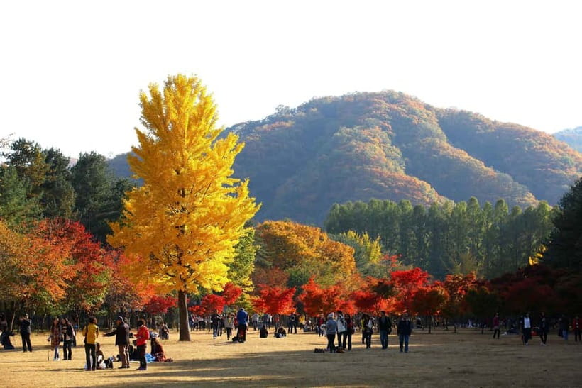 Nami & Maple Road & Theatre des Lumieres Day Tour from Seoul - Why this Seoul day trip feels different