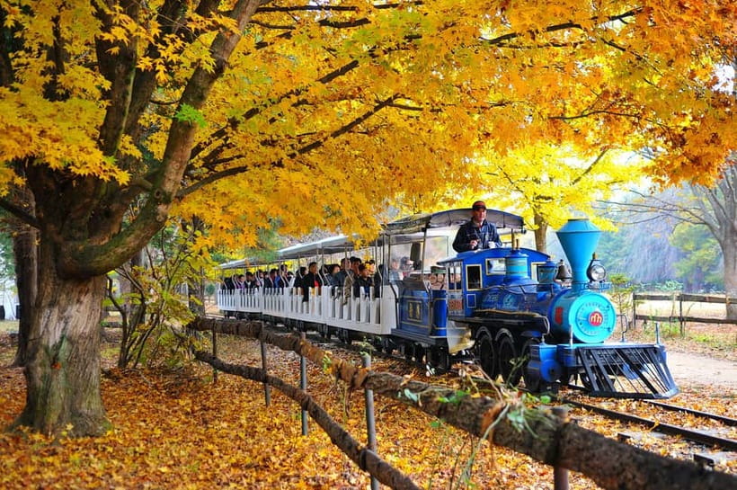 Nami & Maple Road & Theatre des Lumieres Day Tour from Seoul - What the guide adds to the day