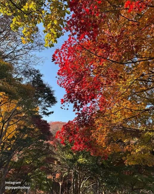 Nami & Maple Road & Theatre des Lumieres Day Tour from Seoul - Is $56 a fair price?