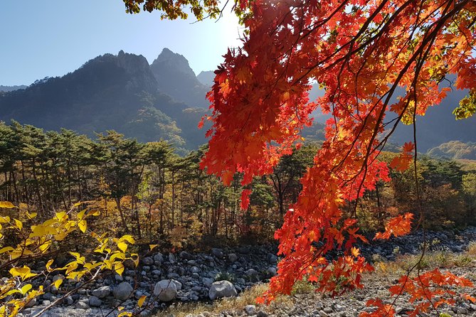 [Premium Private Tour] Mt Seorak & East Sea or Nami island from Seoul - Lunch in the Sokcho area
