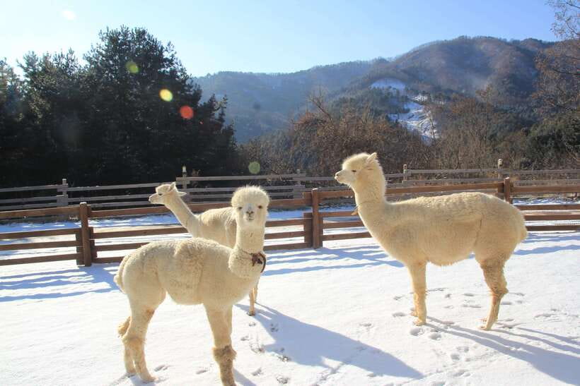 Seoul: Alpaca, Nami, Morning Calm or Eobi (+Rail Bike) - Alpaca World: a cute first stop with limited time