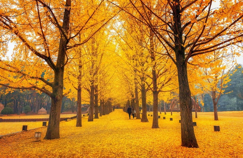 Seoul: Alpaca World and Nami Island (with Garden / Railbike) - Choosing the Garden of Morning Calm