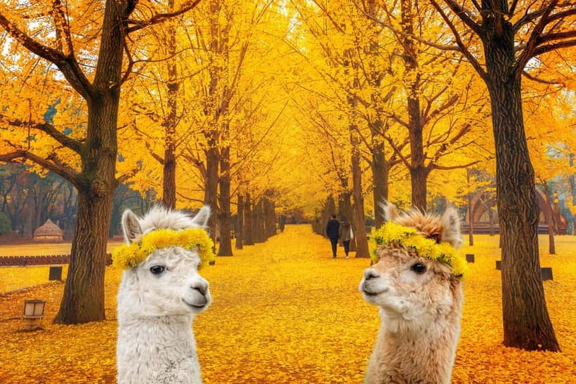 Seoul: Alpaca World & Nami Island optional Gangchon Railbike - The day at a glance