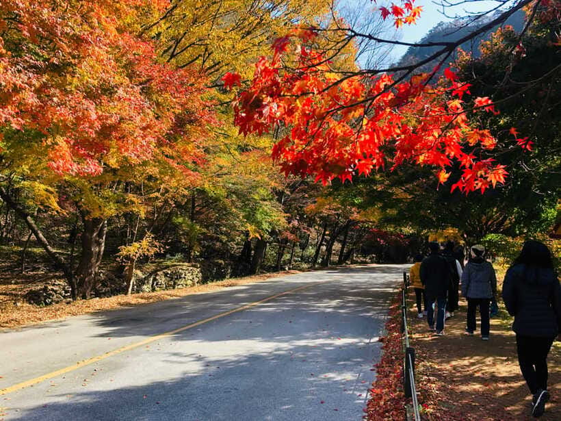 Seoul: Autumn Foliage - Mt. Naejang + Jeonju Hanok Village - A self-guided afternoon with room to wander
