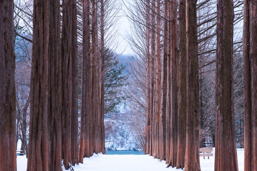 Seoul: Elysian Gangchon Winter Ski with Nami Island Day Tour - Choosing between ski, snowboard, sled, and sightseeing