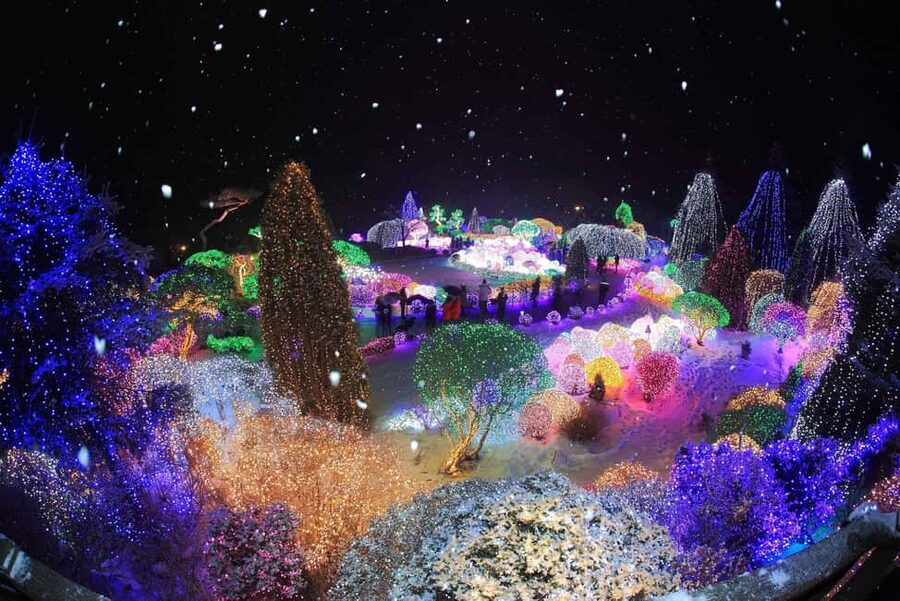 Seoul: Eobi Ice Valley, Alpaca World, Nami Island and More - Who will enjoy this day most?
