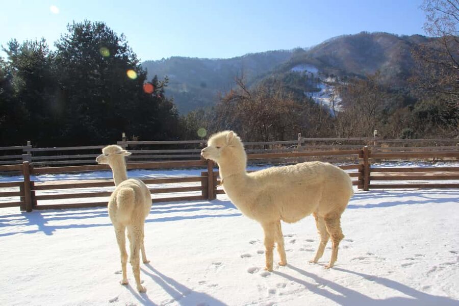 Seoul: Eobi Ice Valley, Alpaca World, Nami Island and More - Why this day works beyond Seoul