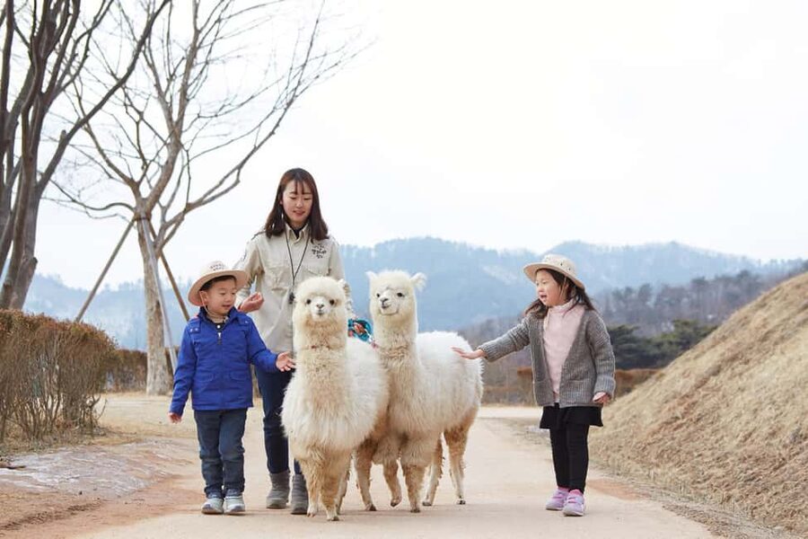 Seoul: Eobi Ice Valley, Alpaca World, Nami Island and More - Alpaca World: the most playful part of the route