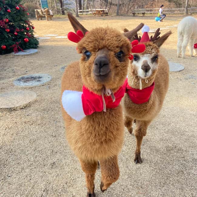 Seoul: Eobi Ice Valley, Alpaca World, Nami Island and More - Nami Island: famous, scenic, and not for everyone