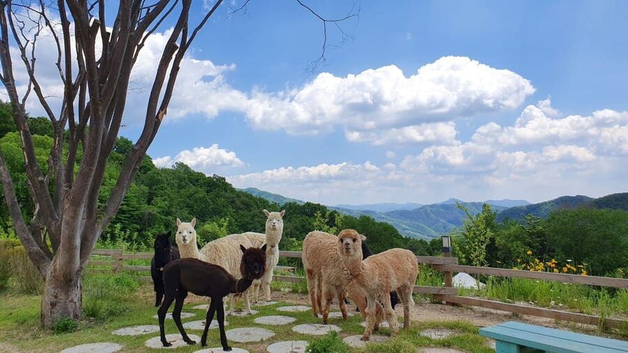 Seoul: Eobi+Nami+Hanbok(+RailBike or Strawberry Options)Tour - Guides, transport and the rhythm of the day