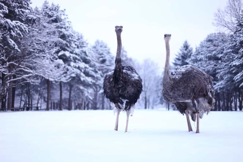 Seoul: Eobi Valley(Winter), Strawberry, Nami Island and Bike - Three and a half hours on Nami Island