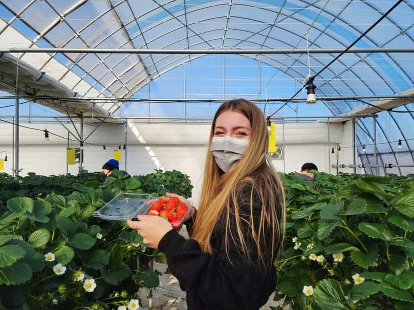 Seoul: Eobi Valley(Winter), Strawberry, Nami Island and Bike - Who should book this experience