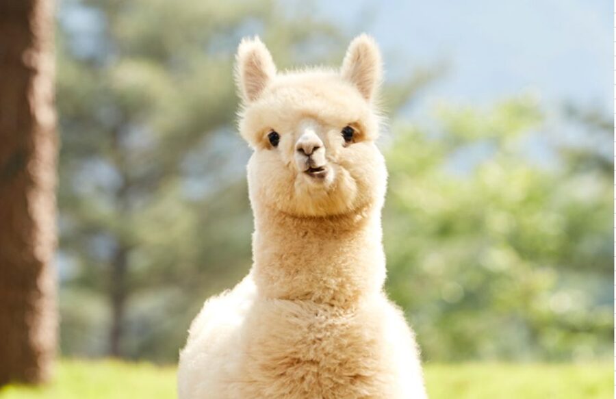 Seoul: Gangwon-do Day Trip with Alpaca World & Nami Island - What the guide adds