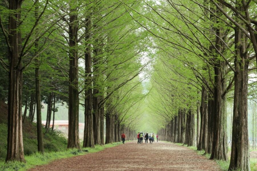 Seoul: Gangwon-do Day Trip with Alpaca World & Nami Island - Why this countryside combination works