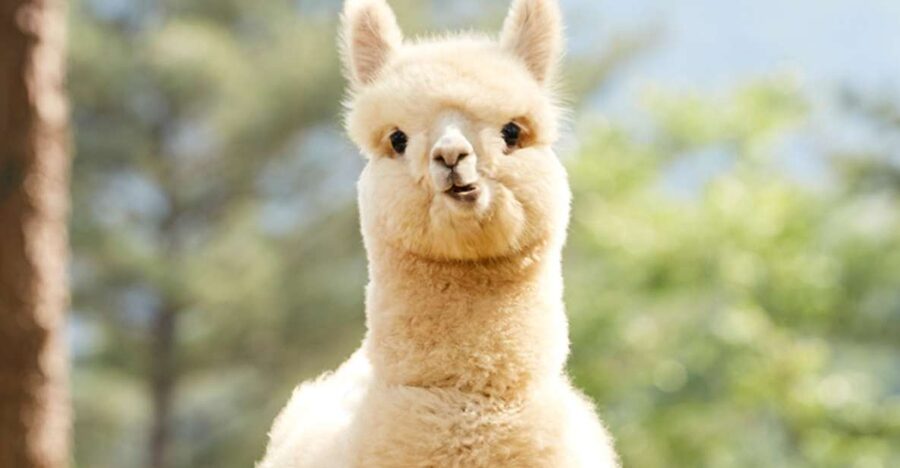 Seoul: Gangwon-do Day Trip with Alpaca World & Nami Island - Alpaca World: the most playful stop