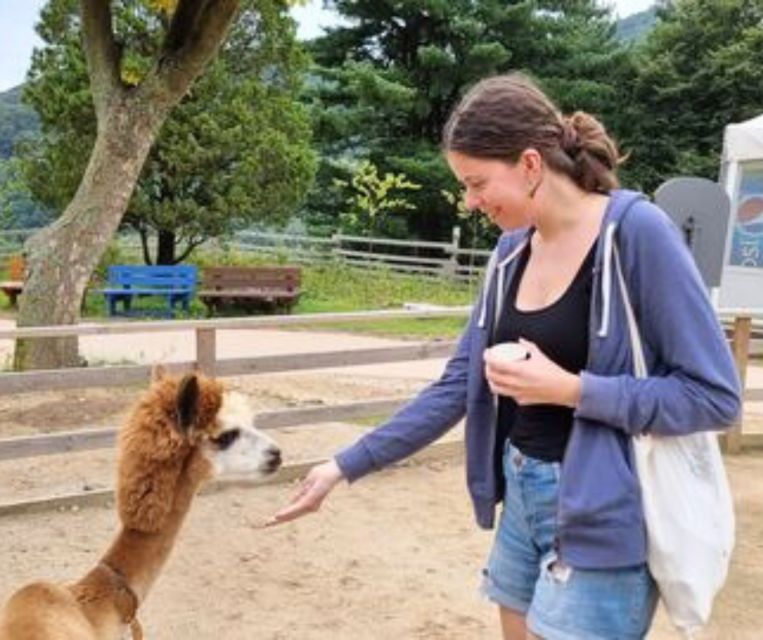 Seoul: Gangwon-do Day Trip with Alpaca World & Nami Island - Lunch and the practical middle of the day
