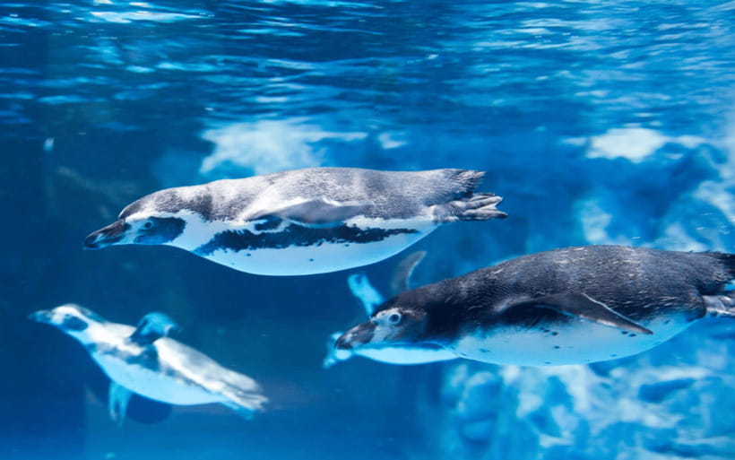 Seoul: Lotte World Aquarium Ticket - The 25-meter tank is the natural starting point