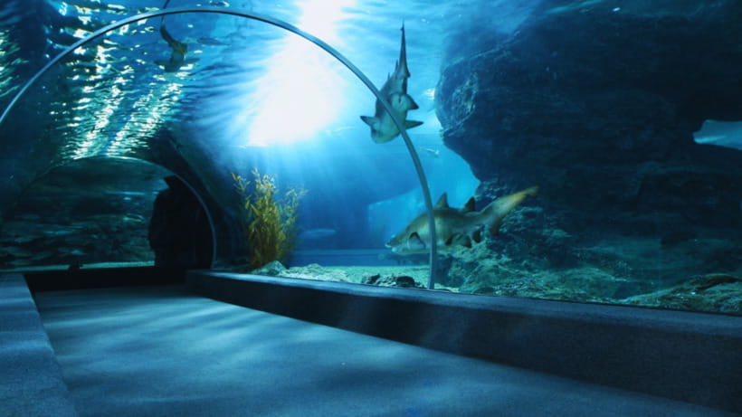 Seoul: Lotte World Aquarium Ticket - Thirteen exhibits trace rivers, seas, and polar waters