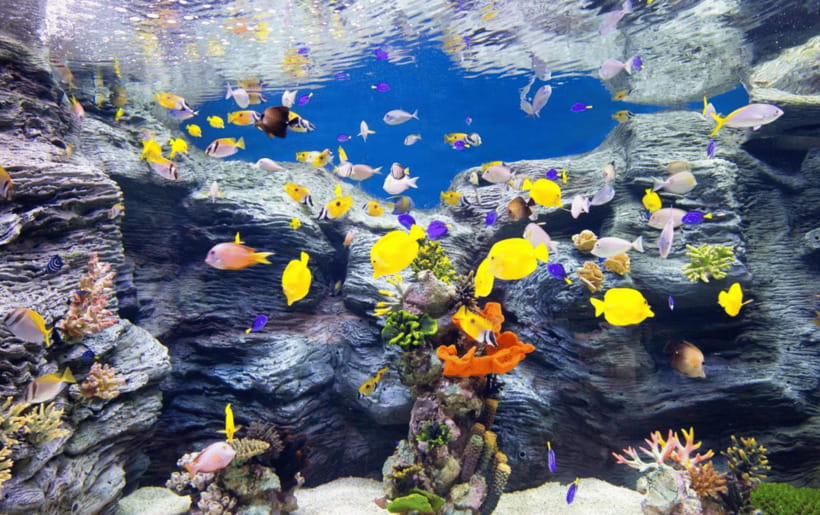 Seoul: Lotte World Aquarium Ticket - Penguins, seals, turtles, and whales add the personality