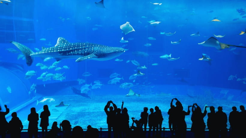 Seoul: Lotte World Aquarium Ticket - Underwater tunnels put the fish above you