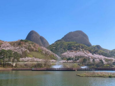 Maisan Cherry Blossom and Jeonju Hanok Day Tour