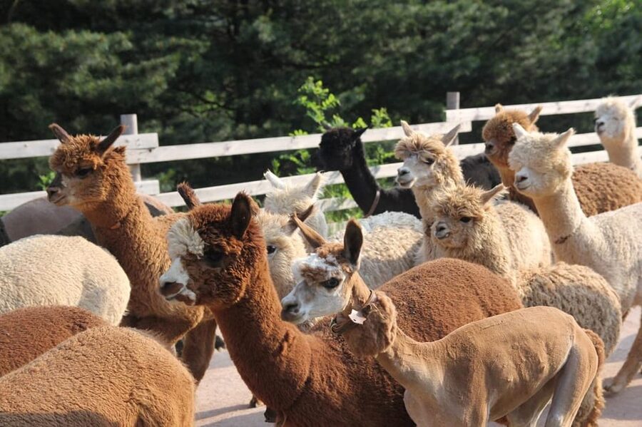 Seoul: Mt. Seorak & Nami Island & Eobi Ice Valley Day Tour - Transport, guide support, and the pace of the day