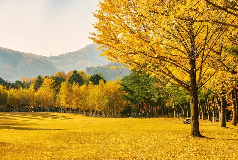 Seoul: Mt. Seorak & Nami Island & Eobi Ice Valley Day Tour - Who will get the most from this $93 day trip?