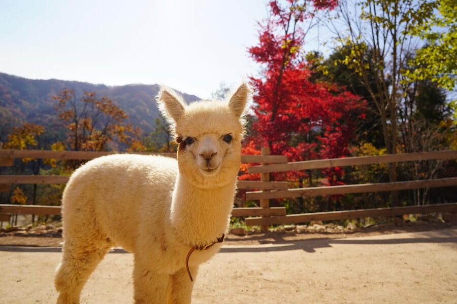 Seoul: Mt. Seorak & Nami Island & Eobi Ice Valley Day Tour - Booking details that affect the decision