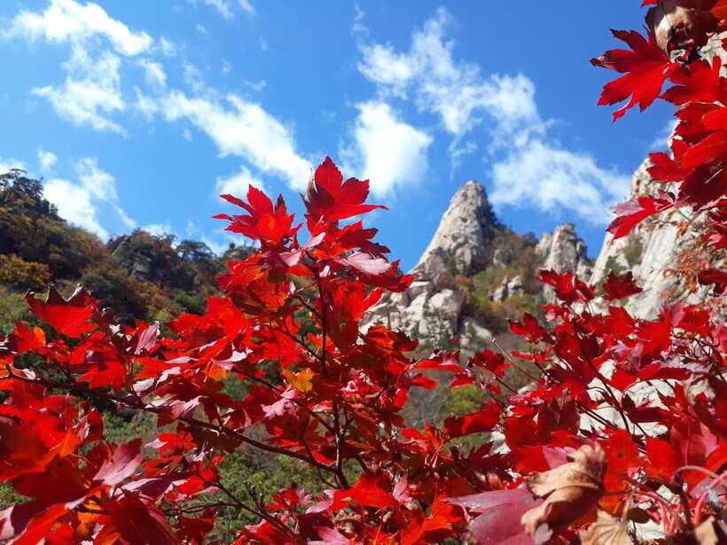 Seoul: Mt.Seorak, Nami Island & Korean Garden, No Shopping - Cable car views and weather limits