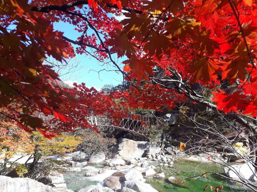 Seoul: Mt.Seorak, Nami Island & Korean Garden, No Shopping - Food breaks and what to budget