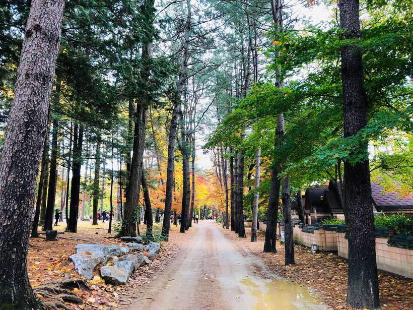 Seoul: Mt.Seorak, Nami Island & Korean Garden, No Shopping - Transport, group size, and guide quality
