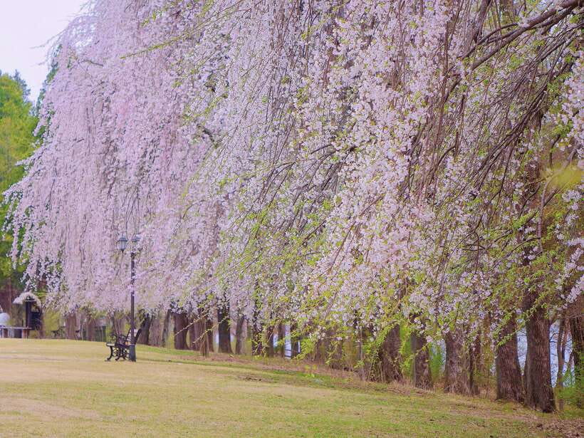 Seoul: Mt.Seorak, Nami Island & Korean Garden, No Shopping - Who will enjoy this tour most