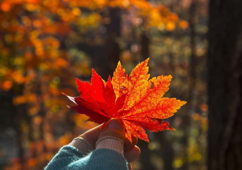 Seoul: Mt. Seoraksan National Park Autumn Foliage Day Tour - Cable car plans require extra care