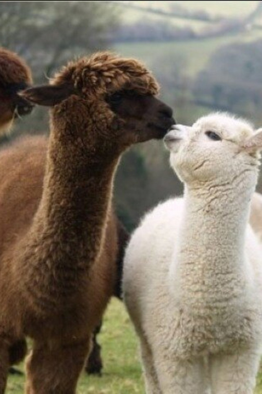 Seoul: Nami and K-Garden with Optional Alpaca Winter Tour - Choosing between Alpaca World and two storybook villages