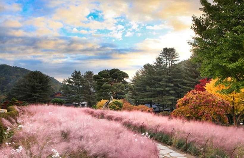 Seoul: Nami Island and Garden of Morning Calm opt Railbike - The real value of $51